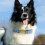 Personalised Dog Collar Custom Adjustable Velvet Dog Collars Engraved 6