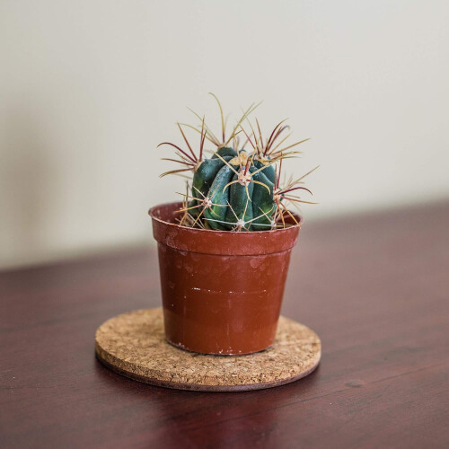 4 Inch Round Cork Coaster with ScratchResistant Surface for MultiPurpose Use 1