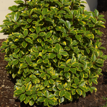 Elaeagnus Viveleg