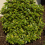 Elaeagnus Viveleg 1