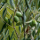 Mini Olive Bush 1