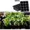 Seed Trays 10Pack 12Cell Germination Seed Starter Tray For Nursery Gardens 5