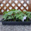 3 Pack Seed Starter Trays with Clear Lids 24 Cells Plastic Nursery Kit for Efficient Seed Germination 4