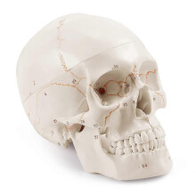 Modelo de Crânio Humano, 19x15x21CM, para Ensino Anatômico (Branco)