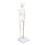 Mini 45CM Skeleton Model PVC Human Bone Structure with Flexible Arms and Legs 7