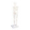 Mini 45CM Skeleton Model PVC Human Bone Structure with Flexible Arms and Legs 1