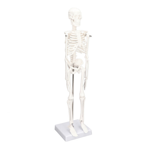 Mini 45CM Skeleton Model PVC Human Bone Structure with Flexible Arms and Legs