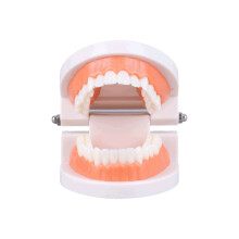 Modèle dentaire pédagogique portable, modèle de dents standard pour enfants et adultes avec une précision anatomique de 1:1, outil pédagogique