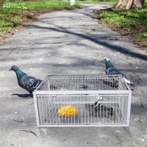 Trampa automática para pájaros, jaula para pájaros, solo entrada, sin salida, engrosada, encriptada, automática, para palomas 1