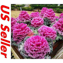 30 PCS Ornamental Kale Seeds for Planting, Brassica Oleracea Green Cabbage Seeds, Easy Growth
