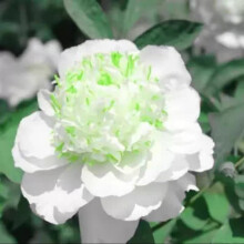 Peony Bulbs for Autumn Planting, Bright Winter Blooms, Spring Flowering, 4 Bulbs Mix