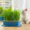 2pcs Hydroponic Germination Trays for Fast Soil Sprouting Indoor Windowsill or Classroom 4
