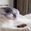 Cat muzzle for grooming antibite kittens, transparent muzzle, breathable PET face mask, safety muzzle for nail trimming, medium size. 3