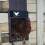 Automatic Chicken Coop Door Opener Hen House Light Sensor Closer 4