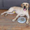 Slow Feed Dog Bowl Slowly Bowly Fun Interactive Dog Dish 3