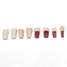 8 Stück Resin Dentalwurzelkanal-Zahnmodelle für studentische Demonstrationen