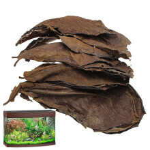 Leaves for Betta Natural Catappa Leaves 10 Pieces Realistic Look For Shrimp And Frogs
