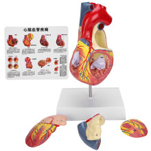 Anatomicznie dokładny model serca człowieka, naturalnej wielkości i jakości medycznej, z ponumerowanymi obszarami anatomicznymi