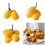 Artificial Loquat Fruit Realistic Simulation Fruits-3 forks 3