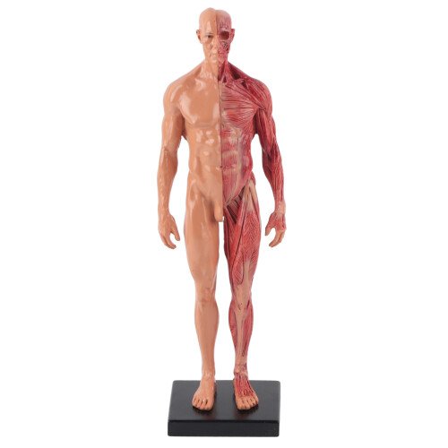 Muscles Models Reference Muscle Structure Model for Anatomy Study, Medical Lab Reference Model ...