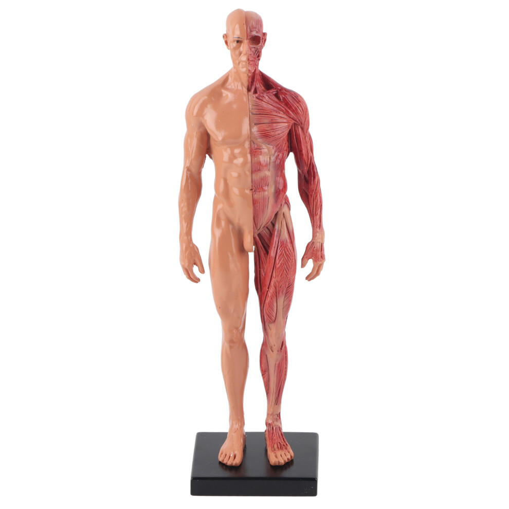 Muscle Structure Model for Anatomy Study, Medical Lab Reference Model with Realistic and Detailed Anatomical Structure, Human Anatomy Model Intuitive