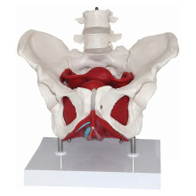 Organ Model Female Pelvis Anatomy Model, Pelvic Floor Muscles And Reproductive Organs, Removable Uterus Skeletal Model