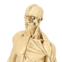Resin Human Muscle Mannequin Model 29.5cm for Drawing & Teaching