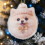 Décoration festive pour animaux de compagnie,-Combat français 3