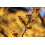 100ml Witch Hazel Liquid 5
