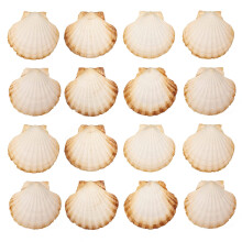 Finoly Natural Scallop Shells 16 Units | 10x11cm (4 inch) | Scallop shells for Serving Food, DIY, etc | Large Seashells | Empty Clam Shells