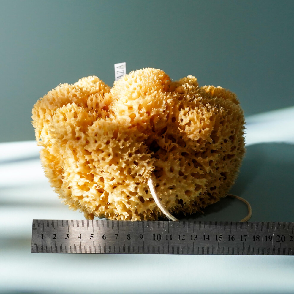 Ezo.home Xl 18Cm Sea Sponge Unbleached Honeycomb Natural Seasponge For Bathing, Art And Painting Use (Xl Size Approx 16-18Cm)