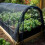 Reusable Customizable Polyester Plant Guard Cover-White 2.4x4m 5