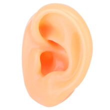 Modèle d'oreille humaine en silicone souple, outil pédagogique de démonstration, pour la science et l'éducation. Texture réaliste, effet peau