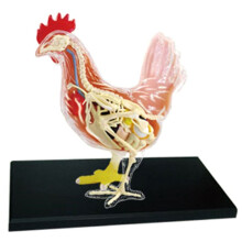 Poulet Rouge et Blanc 4D MaîTre Puzzle Assemblage Jouet Biologie Animale Organe Anatomique ModèLe D'Enseignement Anatomie