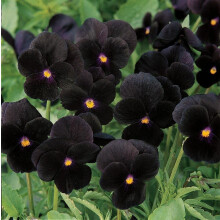 100 Black Viola Pansy Seeds Swiss Giant F1 Frost Resistant Fast Growing Garden Flowers