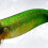 8Pcs Shrimp Lure Baits Squid Jig 7.8cm Glow Squid Jig Cuttlefish 7