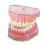 Dental Demonstration Tooth Model - Standard research teaching dental model with soft bendable teeth 1