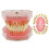 Dental Demonstration Tooth Model - Standard research teaching dental model with soft bendable teeth 3