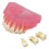 Dental Demonstration Tooth Model - Standard research teaching dental model with soft bendable teeth 4