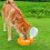 Dogs Outing Water Bottle Portable Bowl Walking Dogs Water-Green 6