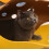 Cats Tunnel Foldable Pet Cat Toy Pet-Moonlight gray plus  4mm 2