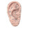 Ear Acupuncture Model Professional Reflexology Acupoint Learning Display Laboratory Supplies 1