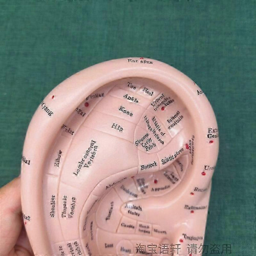 Ear Acupuncture Model Professional Reflexology Acupoint Learning Display Laboratory Supplies 1