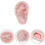Ear Acupuncture Model Professional Reflexology Acupoint Learning Display Laboratory Supplies 3