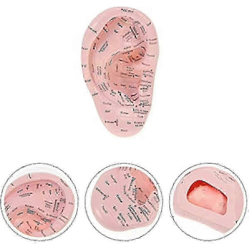 Ear Acupuncture Model Professional Reflexology Acupoint Learning Display Laboratory Supplies 2