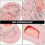 Ear Acupuncture Model Professional Reflexology Acupoint Learning Display Laboratory Supplies 5