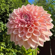 Dahlia Bulbs for Planting UK, Perennial Bloom Cycle, SemiShade Growth, Golden Jade Mix, 3 Bulbs