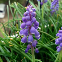 Grape Hyacinth Bulbs Mix Easy Grow Bright Summer Blooms for Garden Planting 6 Bulbs C