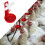 10x Automatic Bird Waterer Cups with Tee Fitting - For Farm Use 3