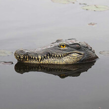 Halloween Floating Alligator Head Decoration, Outdoor Crocodile Pool Float for Garden Pond, Yard Art, Swimming Pool Accessory